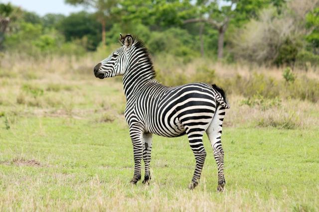 Ze Zanzibaru na safari