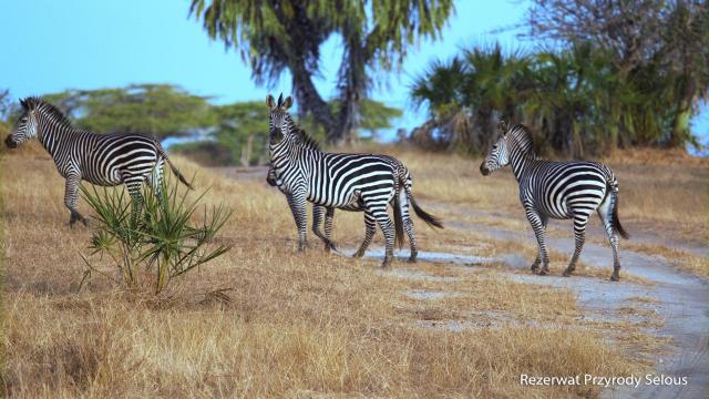 Ze Zanzibaru na safari