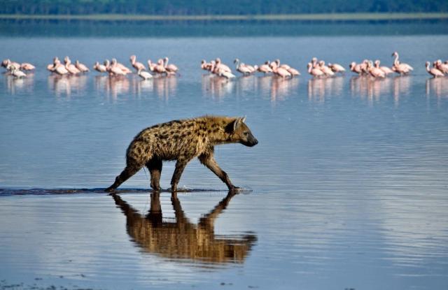 Ve stínu Kilimandžára: Safari v Keni