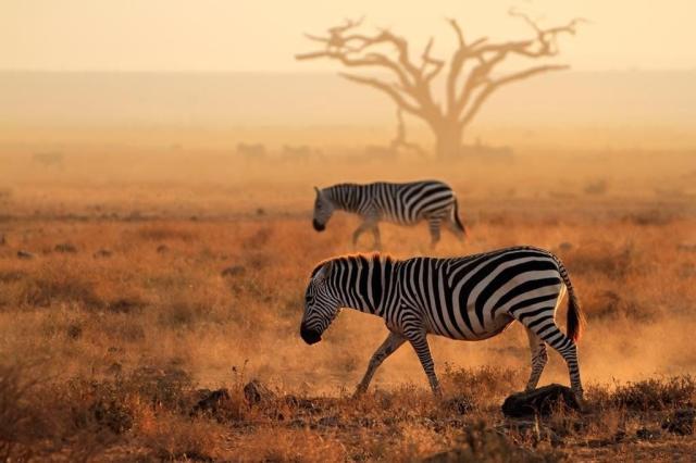 Ve stínu Kilimandžára: Safari v Keni