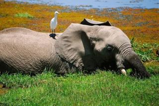 Ve stínu Kilimandžára: Safari v Keni