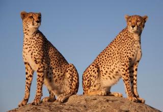 Ve stínu Kilimandžára: Safari v Keni