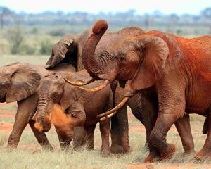 Safari v krajině červených slonů