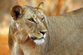 Safari v krajině červených slonů