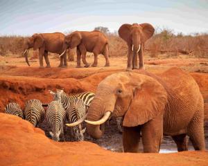 Safari v krajině červených slonů & Hotel Club Jumbo Resort Watamu