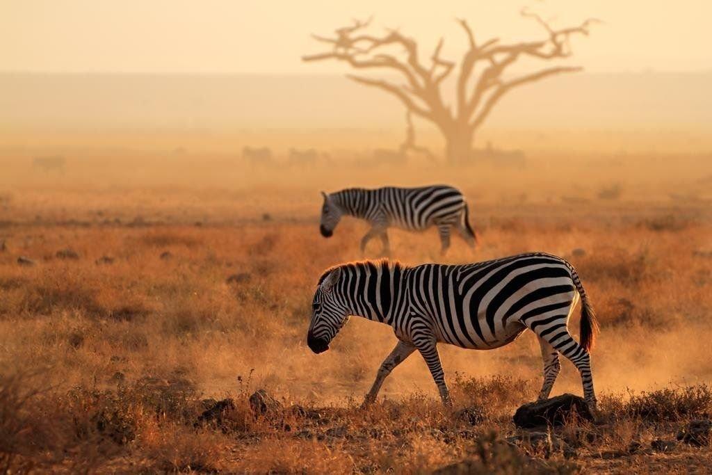 Ve stínu Kilimandžára: Safari v Keni