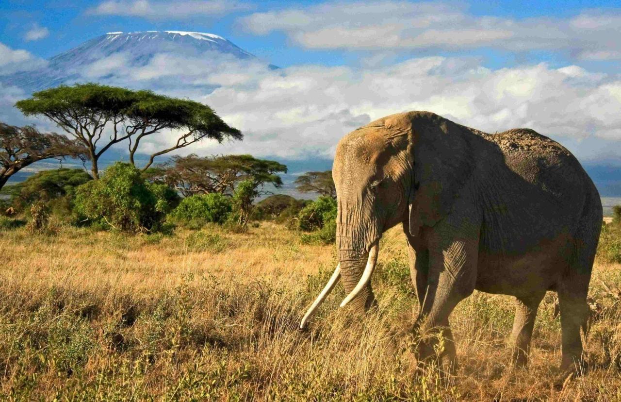 Ve stínu Kilimandžára: Safari v Keni