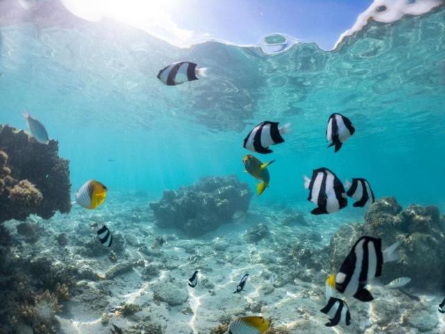 The Rarotongan Beach Resort & Lagoonarium