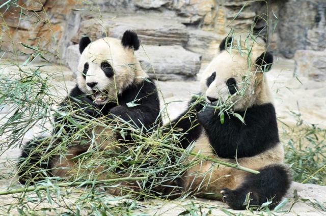 Pekingská ZOO