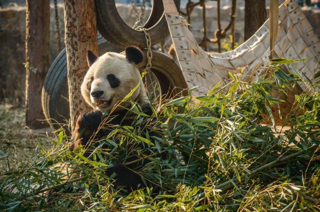 ZOO Peking