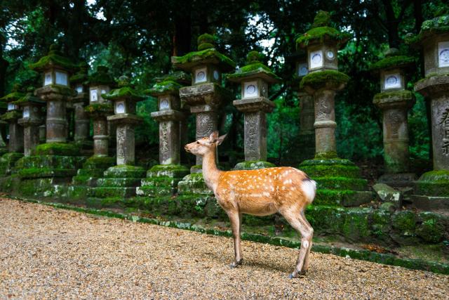 Nara Island