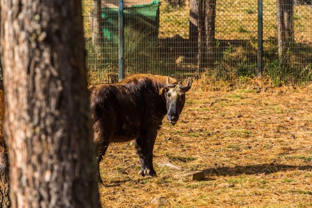 Motithang Takin Preserve