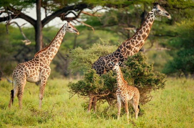 Ze Zanzibaru na safari