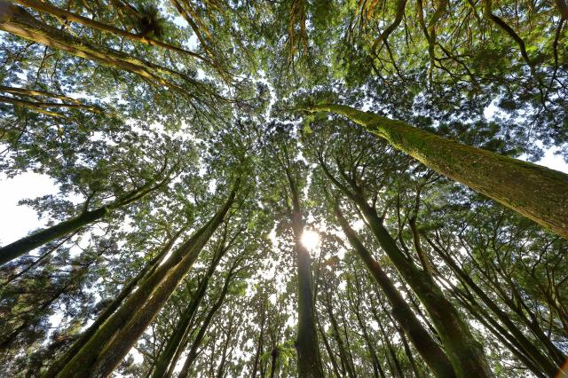 Alishan National Park