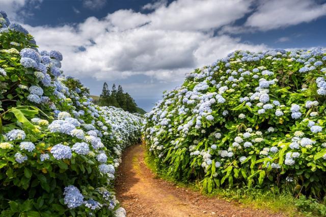 Letní procházky hortenziovým bludištěm na ostrově Sao Miguel