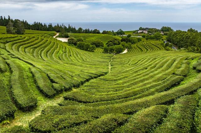 Čajové plantáže Chá Gorreana - evropský unikát na Sao Miguelu