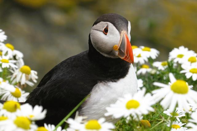 Papuchalk na útesech na Sumburgh Head