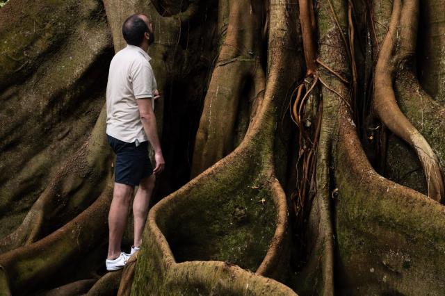Gigantické stromy v botanické zahradě José do Canto v Ponta Del