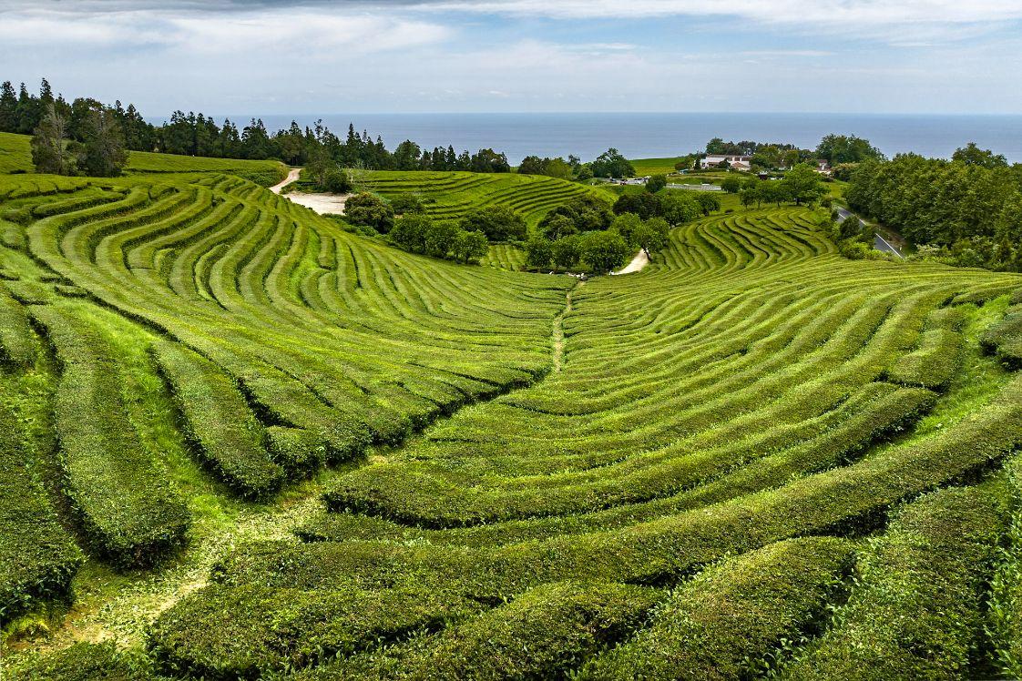 Čajové plantáže Chá Gorreana - evropský unikát na Sao Miguelu