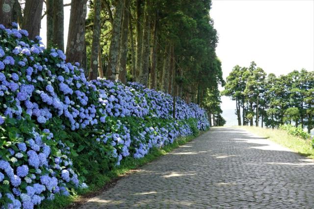 Svodidla z hortenzií na příjezdu k vyhlídce Serra do Cume na Te
