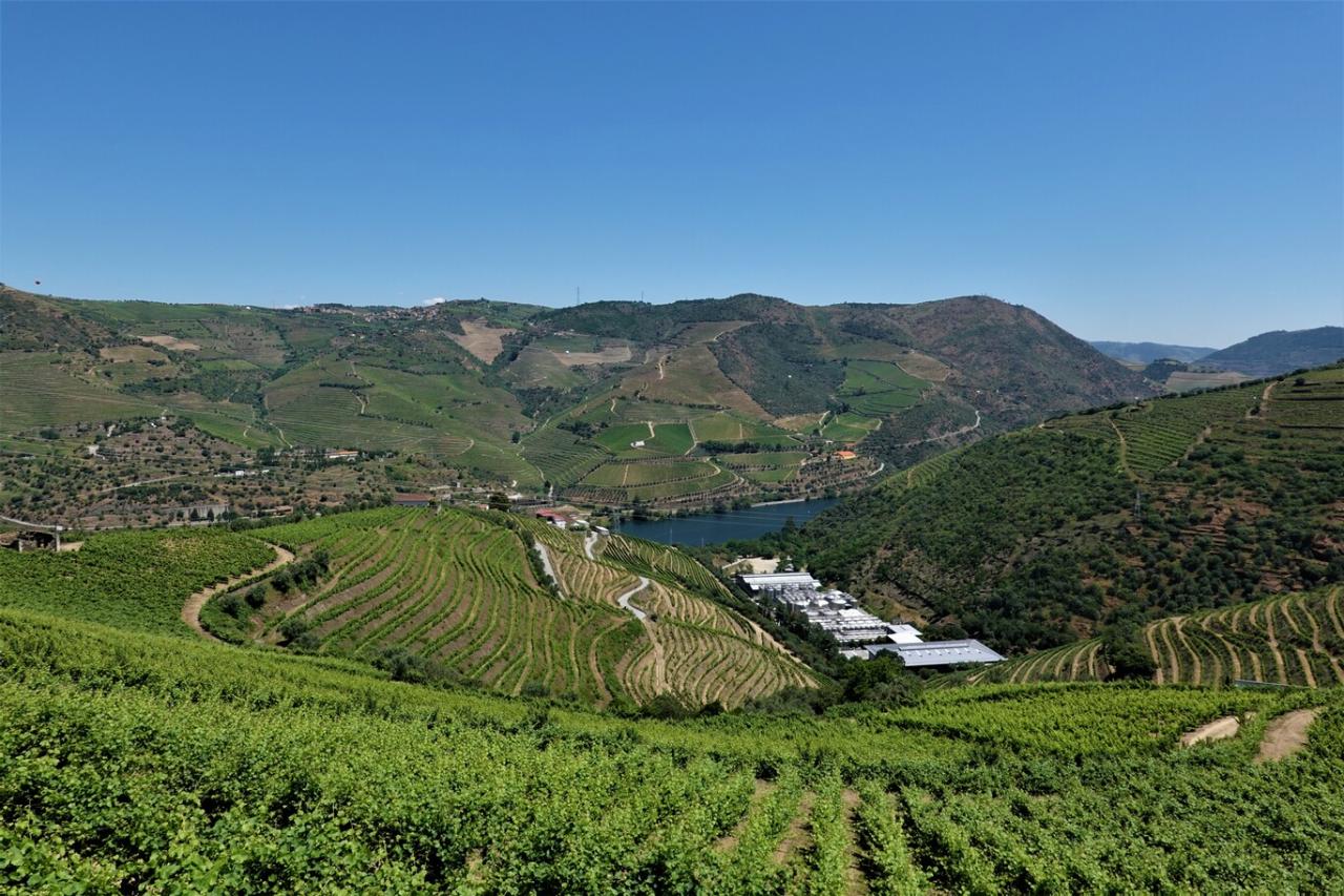Vinice v okolí řeky Douro