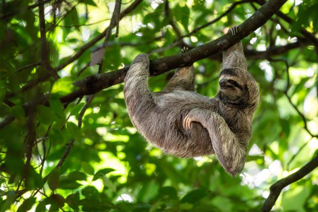 Lenochod v národním parku Manuel Antonio