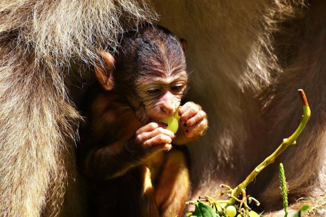 ZOO Zlín a zámok Lešná