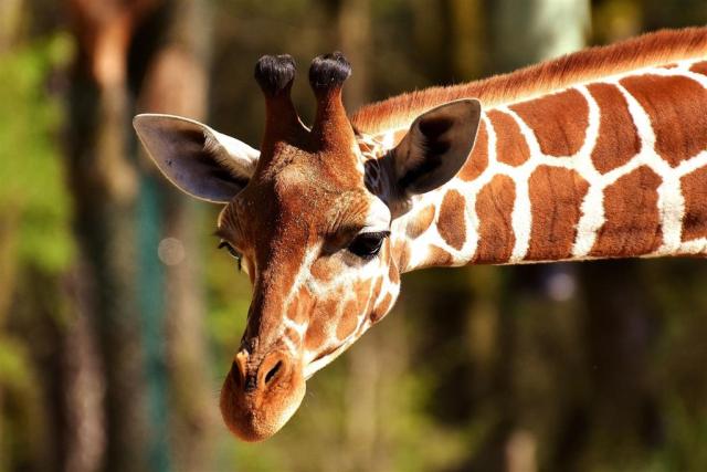 ZOO Zlín a zámok Lešná